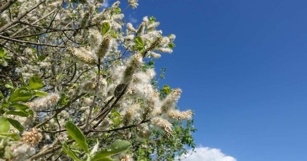 Close up of an Aspen Tree with the pollen bursting from the buds. Sky is a perfect blue in the background.