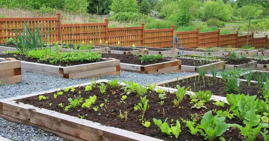 Neat sections of a community garden with individual gardens.