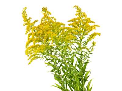 Flowering ambrosia ragweed