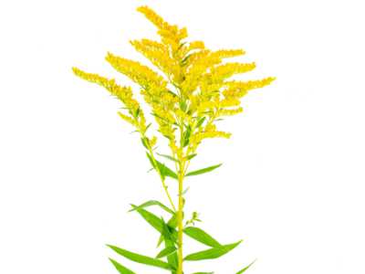 Flowering common ragweed