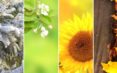 Seasonal Allergies: Symptoms, Peak Times and Management