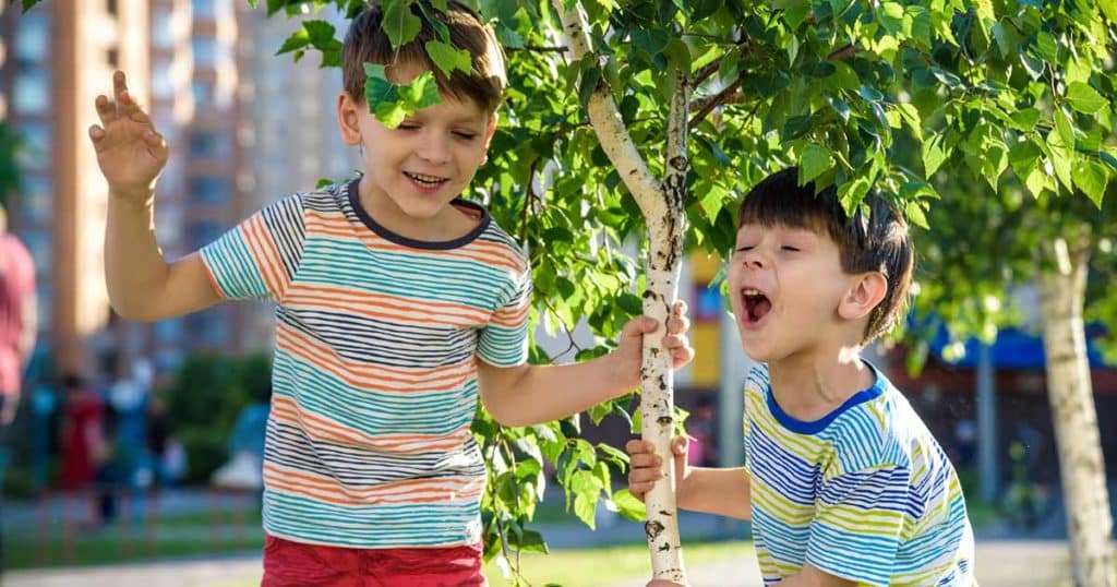 Two young boys playing outside, one is about to sneeze from a Birch tree pollen allergy.