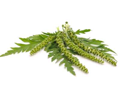 Ragweed with staminate flower spikes that cause ragweed season