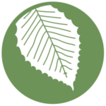 icon of beech tree