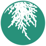 Icon of cyprus tree