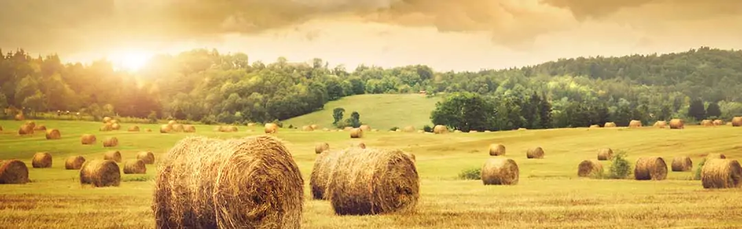 Image of bales of hay on a field of grass with the sun rising in the background.