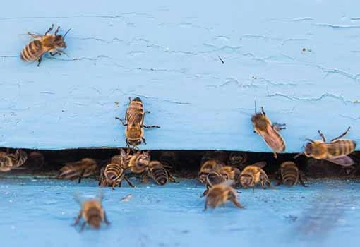 Photo closeup of bees flying into beehive entrance on summer day