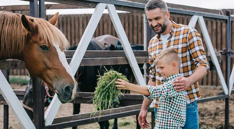 Image of a boy feeding a horse some hay over the fence. The father is looking on and smiling.