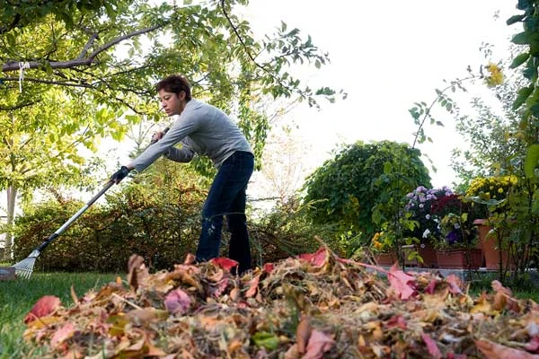 Woman raking leaves in her yard during a brisk autumn day.