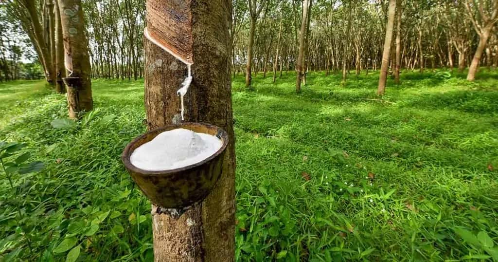 Photo of a rubber tree with white sap dripping into a bucket