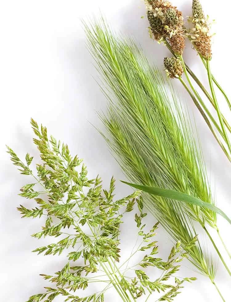 Image of various types of grass